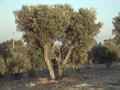 زیتون معمولی